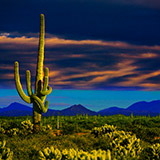 S-1132-369-Copyright_Steve_Thornton