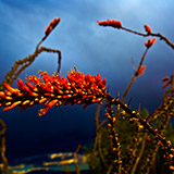 S-1133-127-Copyright_Steve_Thornton