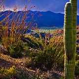 S-1133-198-Copyright_Steve_Thornton-2
