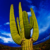S-1133-203-Copyright_Steve_Thornton