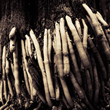 S-1329-034-BW-Cream1-Copyright_Steve_Thornton