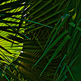 S-1329-065-Copyright_Steve_Thornton
